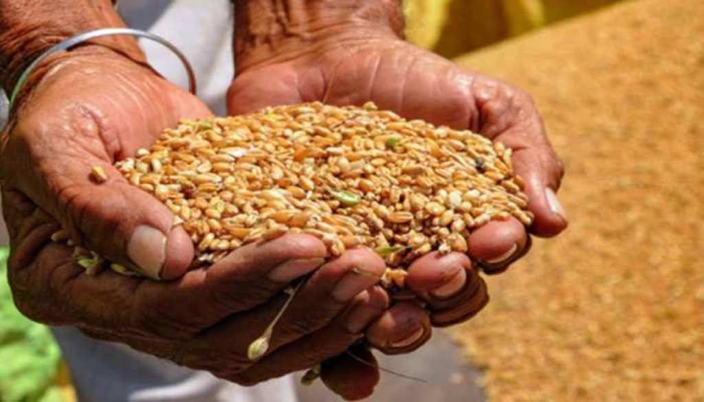 अन्नधान्य