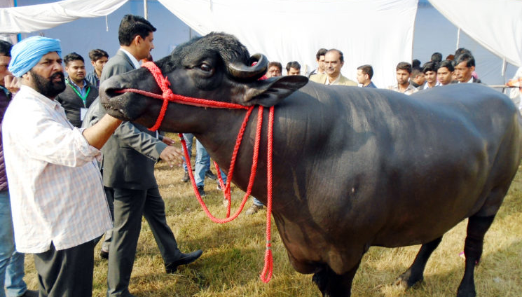 प्युबरएड पावडर