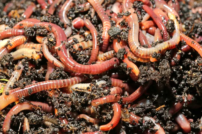 Vermicompost in deals hindi