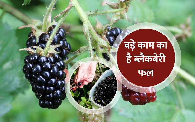 Blackberry deals in hindi