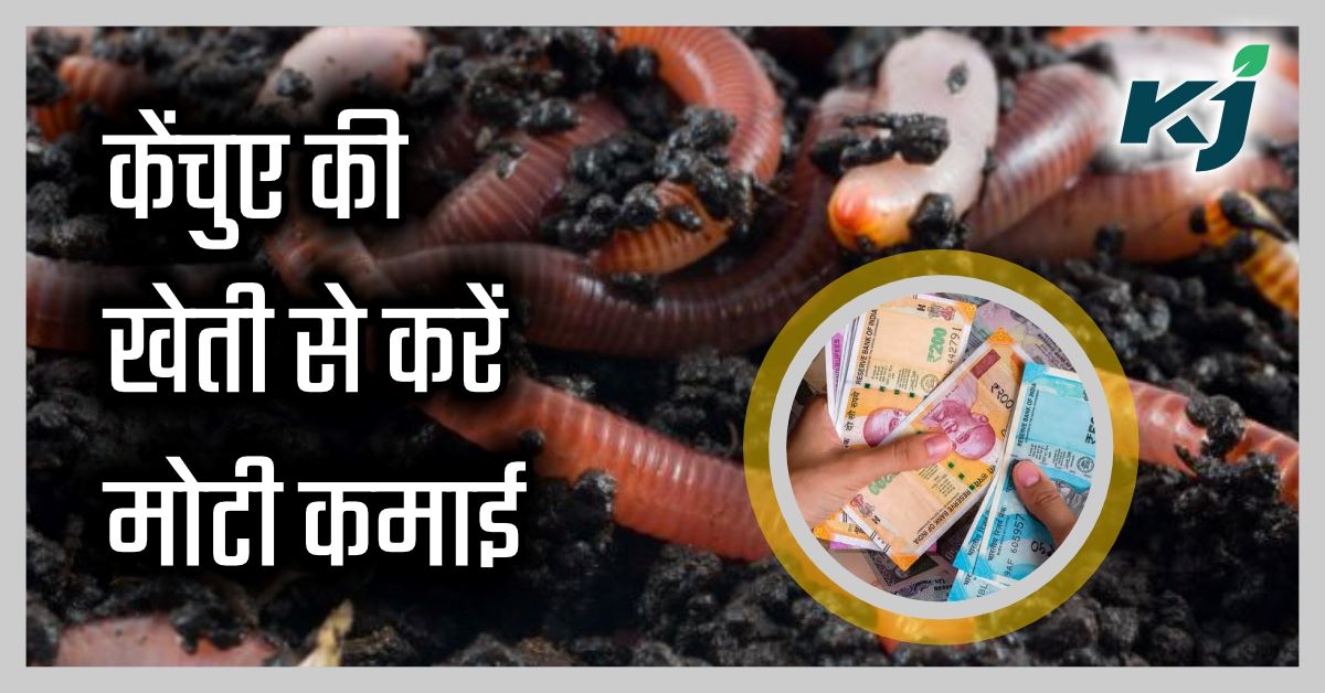केंचुए की खेती कर हर महीन कमाएं 6 लाख रुपये, पढ़ें पूरी विधि - Earn 6 lakh  rupees every month by cultivating earthworms