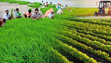 भारत में पूर्वी राज्यों में दूसरी हरी क्रांति की जरूरत, जानें इसकी वजह