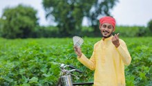 Business Idea: बरसात में उगाएं यह खास फसल, कम लागत कम लागत में होगी जबरदस्त कमाई, जानें कैसे 