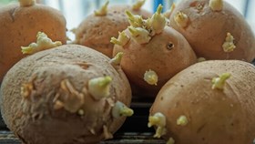 Kitchen Hack: गर्मी में आलू हो रहे खराब? अपनाएं ये आसान ट्रिक्स, महीनों तक रहेंगे ताजा