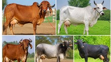 देसी गाय की ये टॉप 5 नस्लें किसानों के लिए वरदान, 1 दिन में देगी 25 से 35 लीटर दूध, जानें क्यों है यह नस्लें खास..