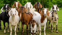 Goat Farming Subsidy: बकरी पालन शुरू करने का शानदार मौका, सरकार दे रही सब्सिडी के साथ 5 साल तक बीमा और चारा सहायता