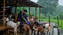 बकरियों में संक्रमण से बचाव: बारिश के मौसम में अपनाएं ये आसान उपाय, स्वस्थ रहेंगी बकरियां और बढ़ेगा उत्पादन