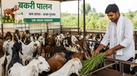 खुशखबरी! सरकार की इस योजना से शुरु करें बकरी पालन और पांए 90 प्रतिशत सब्सिडी की छूट..