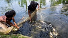 Fish Farming Tips: मानसून में मछली पालन क्यों है सबसे फायदेमंद? जानें कम लागत में ज्यादा मुनाफे का तरीका