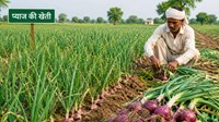 प्याज किसानों के लिए राहत की खबर! सरकार दे रही 50% सब्सिडी, जानें कैसे करें आवेदन