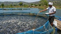  Fish Farming: मछली पालन में बढ़ेगा मुनाफा, एरेटर मशीन खरीदने पर सरकार दे रही 70% तक सब्सिडी