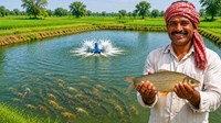 खेतों में भरता है पानी? अब यही बनेगा कमाई का जरिया, तालाब बनाकर करें मछली पालन, सरकार दे रही 75% तक सब्सिडी