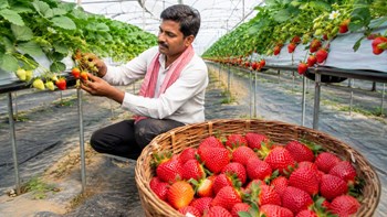 कम लागत में डबल मुनाफा! सरकार स्ट्रॉबेरी की खेती करने पर दें रही है 90 हजार तक सब्सिडी की छूट, जानें योजना के बारे में सबकुछ..
