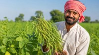 मूंग उत्पादक किसानों के लिए बड़ी राहत, 60% तक होगा मूंग उपार्जन, स्लॉट बुकिंग की तारीख भी बढ़ी, पूरी खबर पढ़ें..