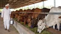 25 स्वदेशी गायों की डेयरी खोलने पर मिलेगा भारी अनुदान, ऐसे करें जल्द आवेदन