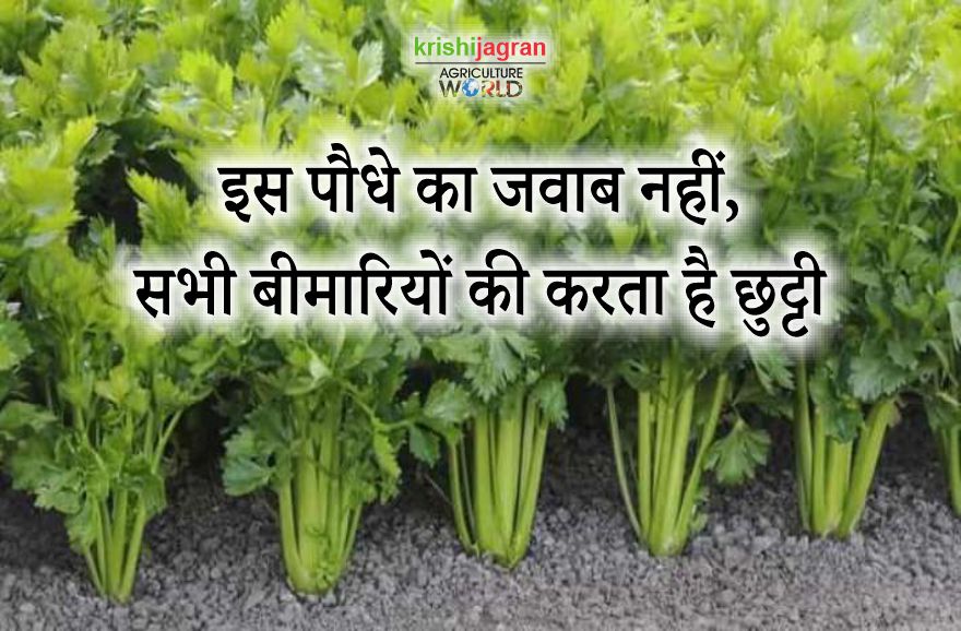 प्राचीन काल से ही है अजमोद प्राकृतिक दवा, सेहत का रखता है ऐसे ख्याल