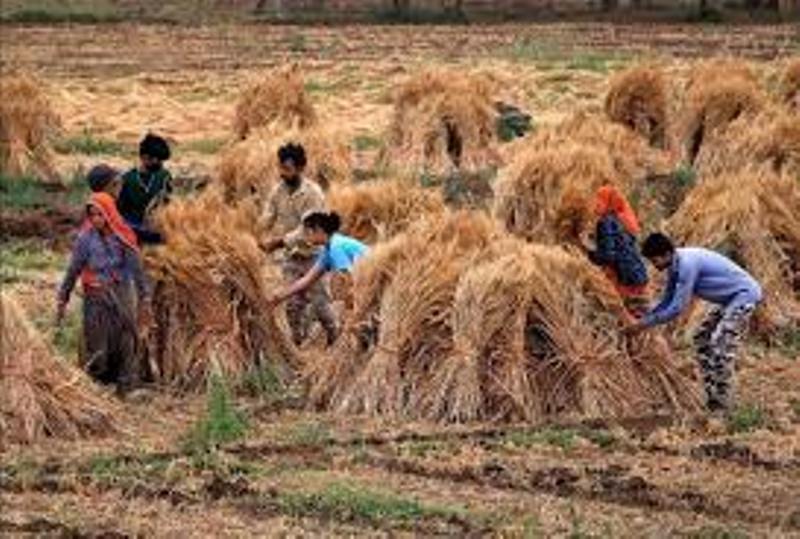 ICAR: किसान फसल कटाई के समय इन उपायों को जरूर अपनाएं