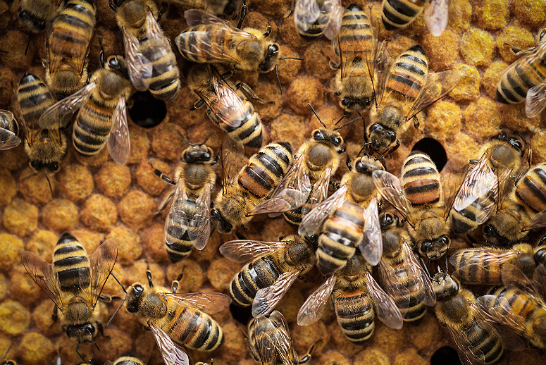 Honeycomb