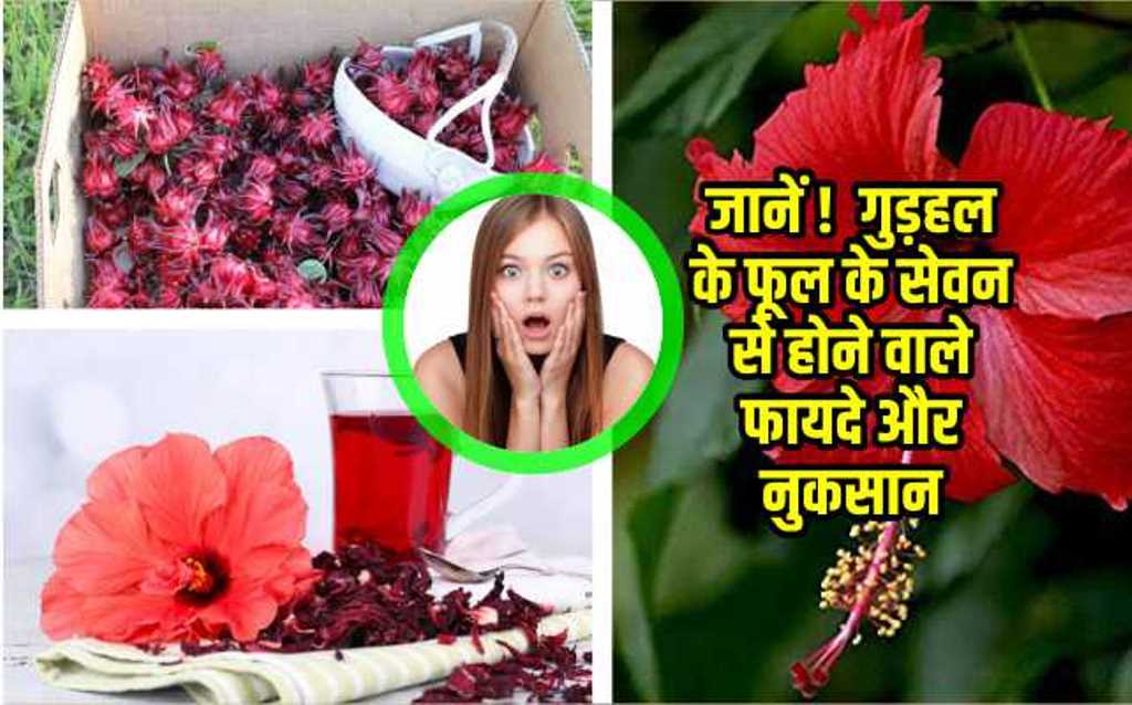 Gudhal Flower Ke Fayde In Hindi Best Flower Site