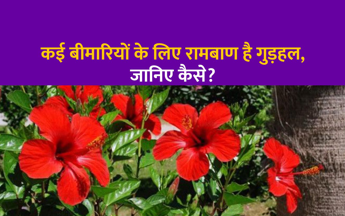 Hibiscus Flower Benefits In Hindi | Best Flower Site