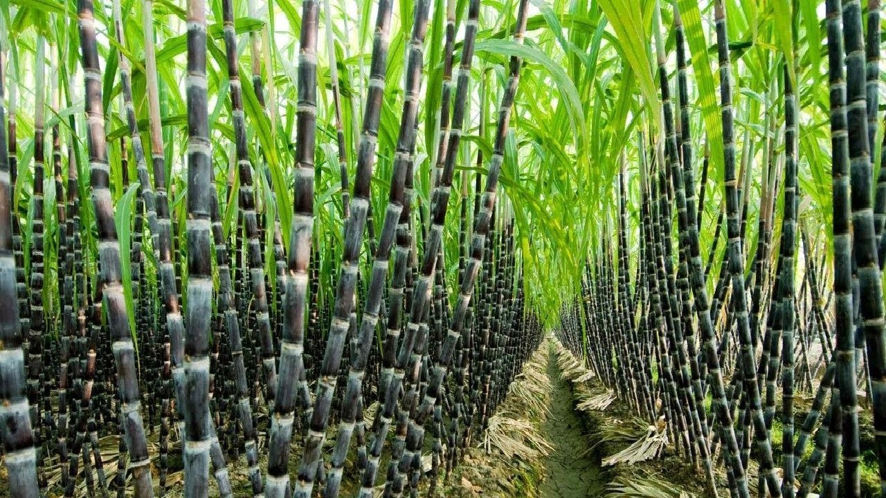 sugar cane farming