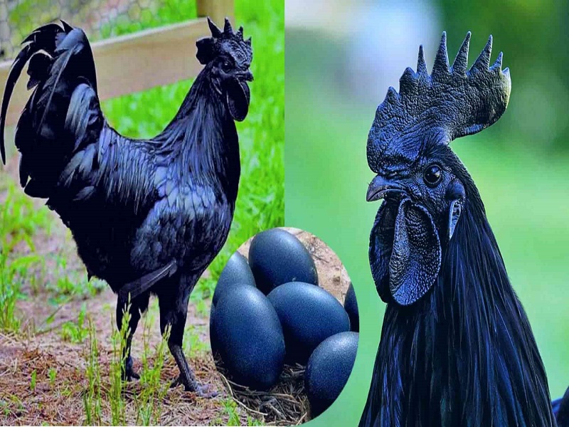 कड़कनाथ का कारोबार (Kadaknath Business)