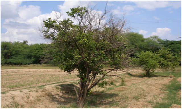 रोगी पौधों व स्लोडिक्लाइन अथवा मंदअपक्षय रोग