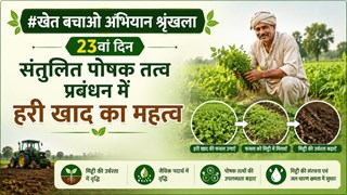 संतुलित पोषक तत्व प्रबंधन में हरी खाद का महत्त्व