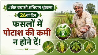 Integrated Potassium Management: फसलों में पोटाश की कमी न होने दें!