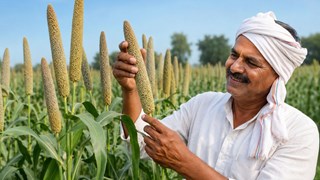 खरीफ में बाजरे की बंपर पैदावार चाहते हैं किसान? पूसा की ये 3 उन्नत किस्में देंगी अधिक उत्पादन, रोगों से भी मिलेगा बेहतर बचाव