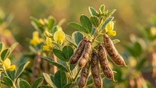 Top 3 Pigeon Pea Varieties: खरीफ में इन 3 उन्नत अरहर किस्मों की करें बुवाई, 23 क्विंटल प्रति हेक्टेयर तक मिलेगा उत्पादन