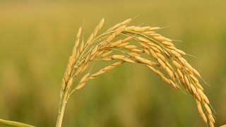 धान की खेती से होगी तगड़ी कमाई! खरीफ सीजन के लिए जानिए टॉप-5 हाई-यील्ड किस्में
