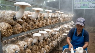 गर्मी में भी होगी बंपर कमाई! 28°C से 38°C तापमान में आसानी से करें मिल्की मशरूम की खेती, जानें सफल उत्पादन का पूरा तरीका