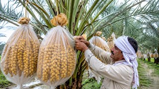 Khajur Farming Tips: मानसून में खजूर के फलों की सुरक्षा के लिए अपनाएं यह देसी तकनीक, फल नहीं होंगे खराब..