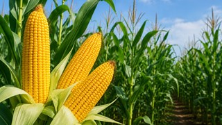 Pusa Maize Varieties: मक्का की ये टॉप 3 किस्में देंगी 83.9 क्विंटल प्रति हेक्टेयर तक पैदावार, जानें पूरी जानकारी